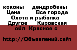 коконы    дендробены › Цена ­ 25 - Все города Охота и рыбалка » Другое   . Кировская обл.,Красное с.